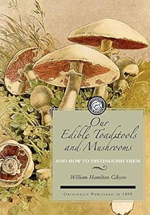 51hXrtXRLfL._SY445_SX342_